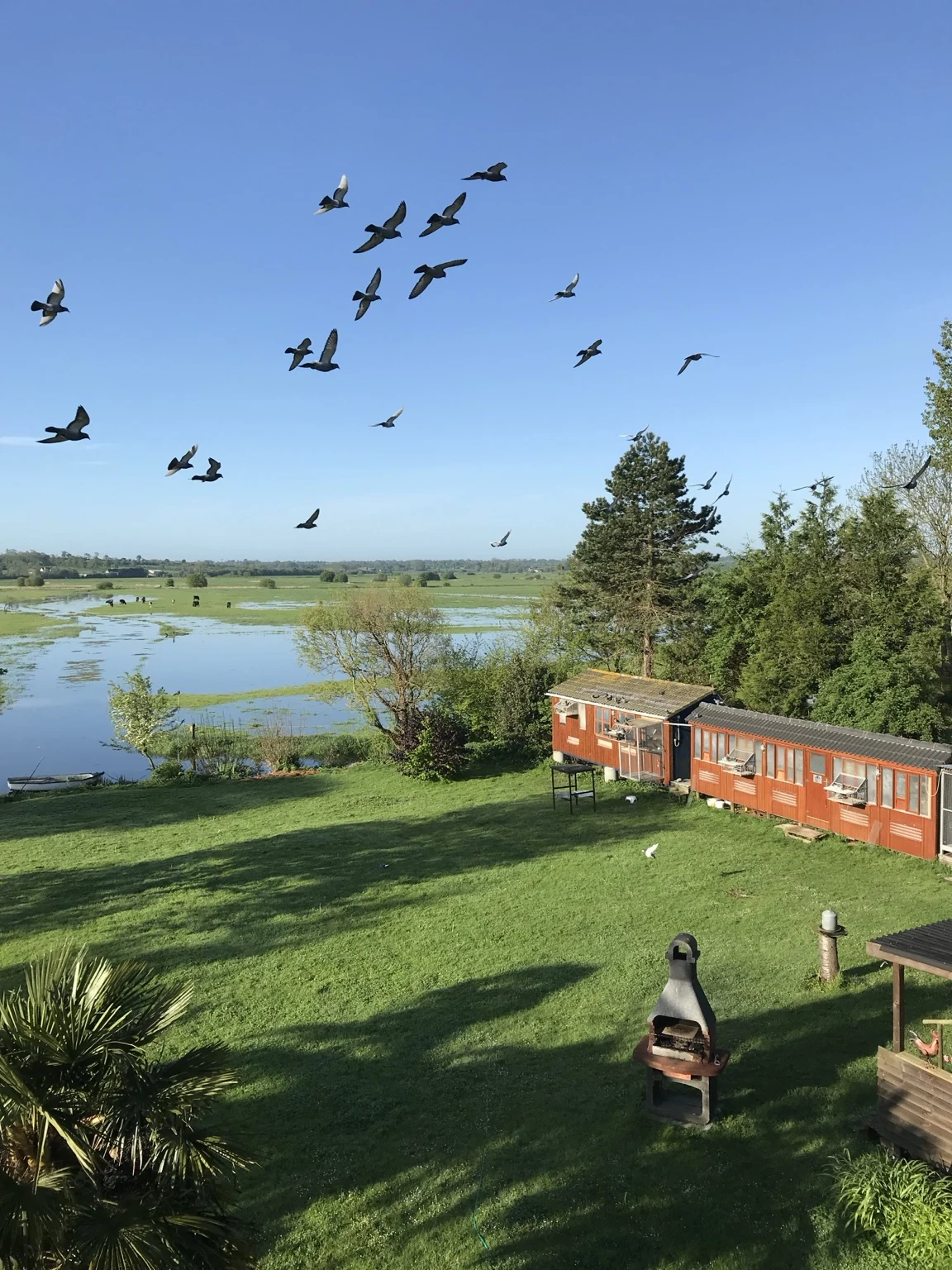 Duiven boven het hok: frisse lucht, ruimte en iedere dag een reden om naar buiten te gaan. Foto aangeleverd door de redactie.