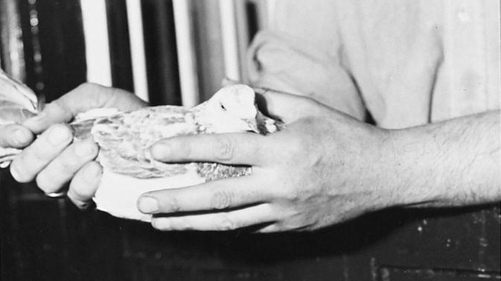Gustav, de RAF-postduif die op 6 juni 1944 een nieuwsbericht over de landingen in Normandië naar Engeland bracht.